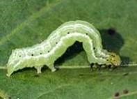 Green Cloverworm, Soybean Looper And Alfalfa Caterpillars Observed In S.D. Soybeans